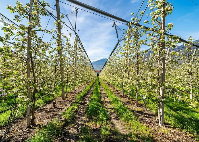 Apartamento Rosa Unterschoeberlehof - Lene Merano